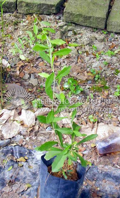 Vernonia elliptica